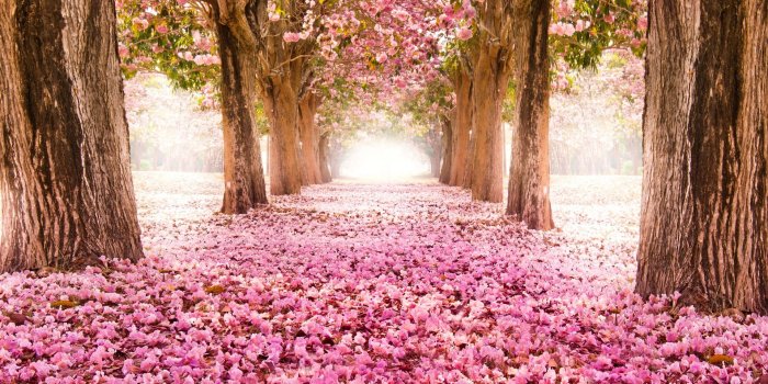 1920x1080 Flowers Tree Pink HD wallpaper