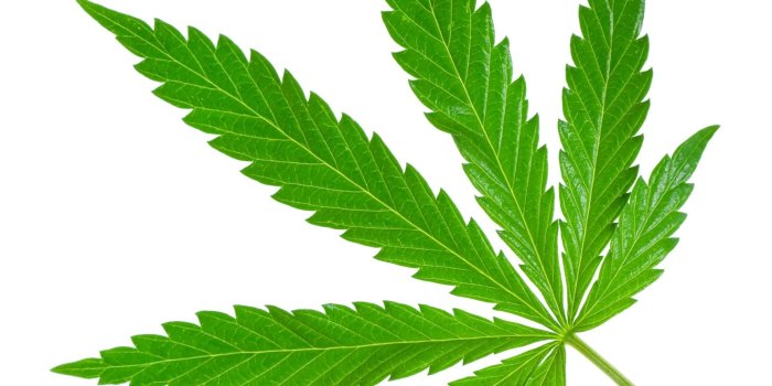 2060x2036 Weed PNG HD Transparent Weed HD.PNG Images. | PlusPNG