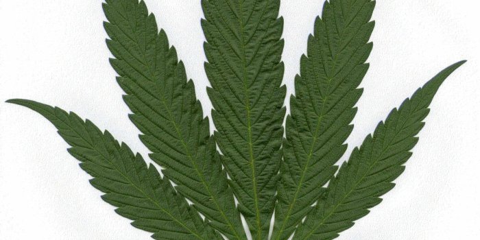 1202x1452 38+ Pot Leaf Clip Art | ClipartLook