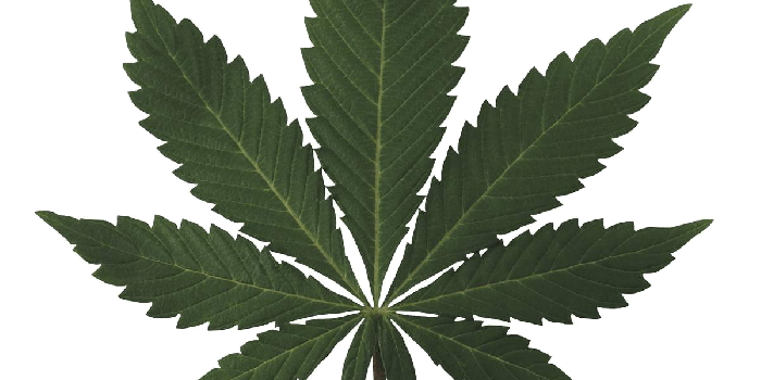 1200x1186 Weed PNG HD Transparent Weed HD.PNG Images. | PlusPNG