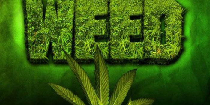 720x1280 Weed Live Wallpaper for Android - APK Download