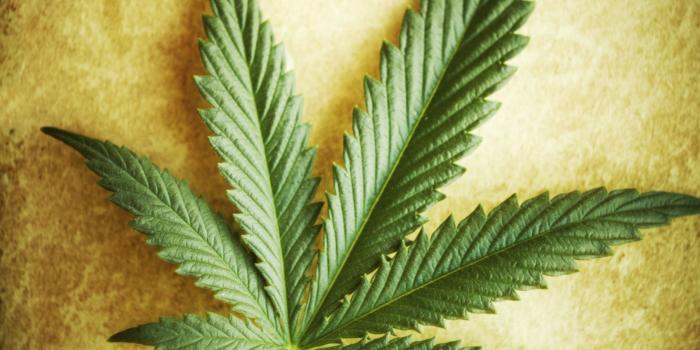 1800x2249 Free Weed Leaf, Download Free Clip Art, Free Clip Art on Clipart Library