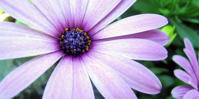 1920x1200 Purple Aster - Wallpaper Flowers | Wallpaper PC, Wallpaper, Free HD