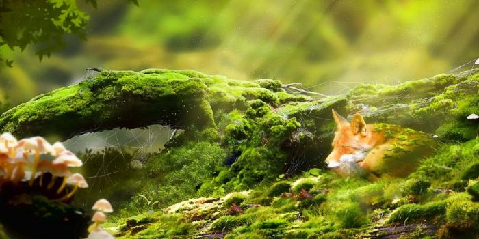 1680x1050 44+] Mind Relaxing Wallpapers on WallpaperSafari