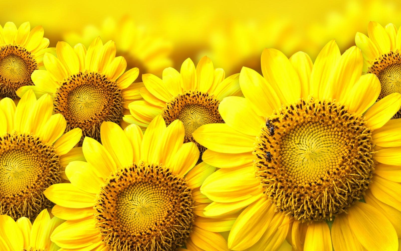 1920x1200 Yellow Sunflow HD Wallpaper, Background Images
