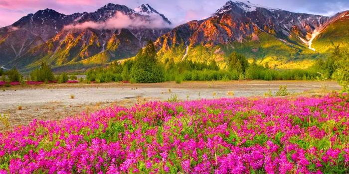 1600x900 47+] Beautiful Scenery Wallpaper Flower Wallpapers on WallpaperSafari