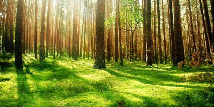 2880x1800 50+ Scenic Forest Landscape Wallpapers - Download at WallpaperBro