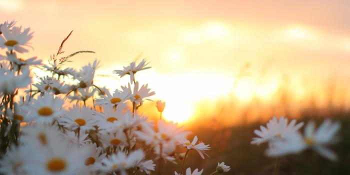 2560x1600 Morning Flowers Beautiful Sunrise Wallpapers - Flower Wallpapers For