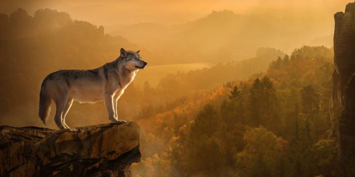 3840x2160 4K Autumn Wolf Wallpaper HD