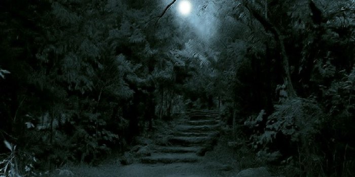 1024x768 Dark Forest Backgrounds | Dark Forest Wallpaper - Download The Free