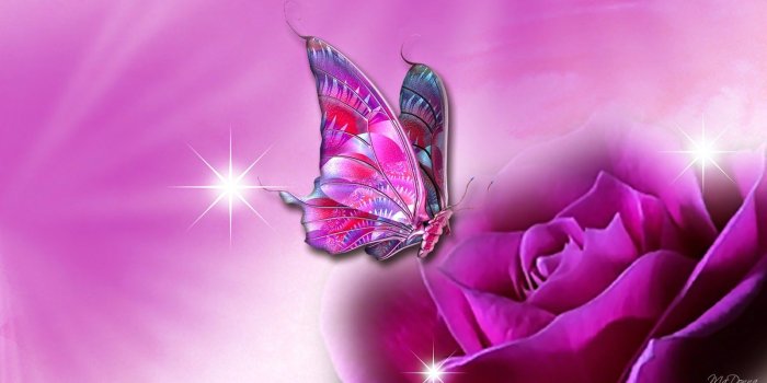 1600x900 Pink Butterfly on Purple Flower wallpaper | HD Butterflies