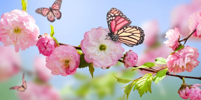 3840x2160 pink butterfly wallpaper - Page 2 of 3 - wallpaper21.com