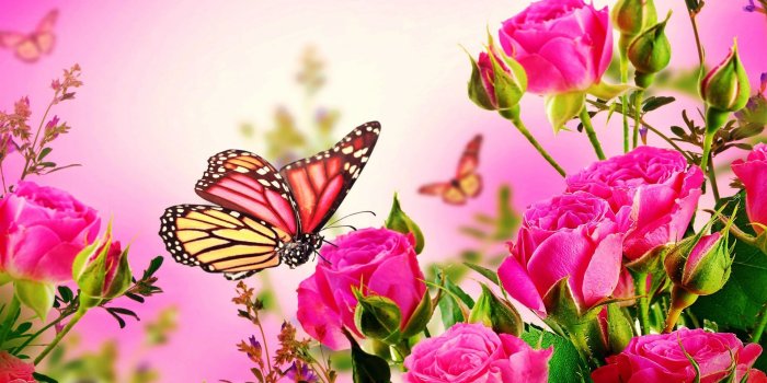 1920x1080 Flowers: Butterfly Wallpaper Pink Flower People Butterfly Wallpaper