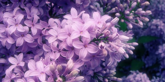 1600x1200 lialic flower | Beautiful Lilac Flowers Wallpaper. Wallpapers 3d For
