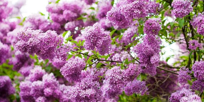 1280x800 Lilac Flower Wallpaper | Lilac | Lilac bushes, Lilac tree, Garden shrubs
