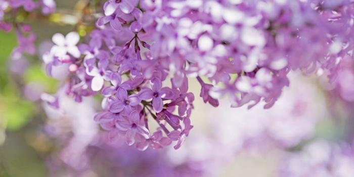 1680x1050 Lilac Flowers Close-Up wallpaper | 1680x1050 | #23195