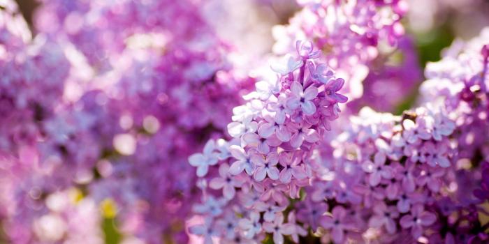 1920x1200 Lilac, Nature, Flowers, High, Definition, Wallpaper, Desktop