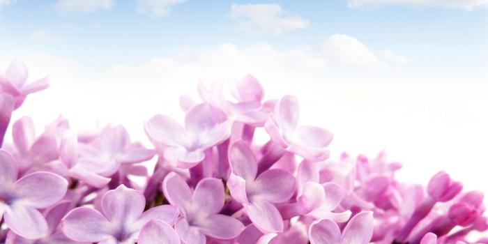 1400x1628 Lilac 29404 - Flower Wallpapers - Flowers