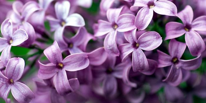 1024x768 45+] Lilac Flowers Wallpaper on WallpaperSafari