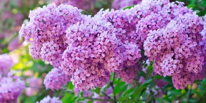 1680x1050 Lilac Flow HD Wallpaper, Background Images