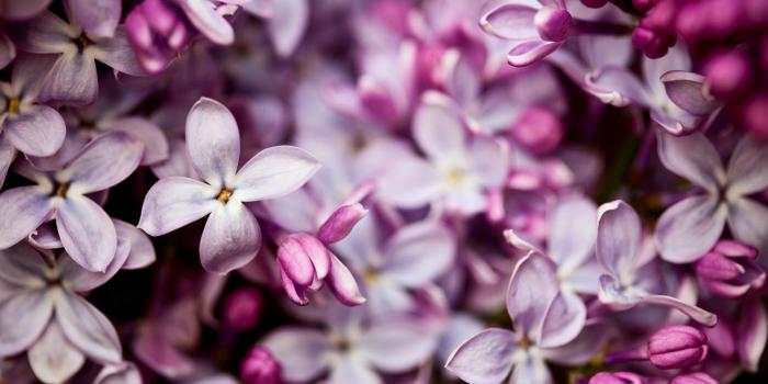 1920x1200 Lilac Flower Wallpaper 00443 - Baltana