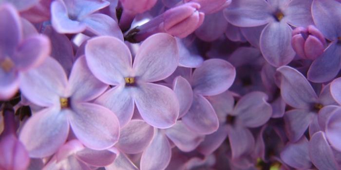 1600x1200 Purple Lilac Wallpaper Flowers Nature Wallpapers in jpg format for