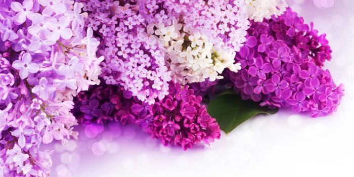 2560x1600 Lilac Wallpapers