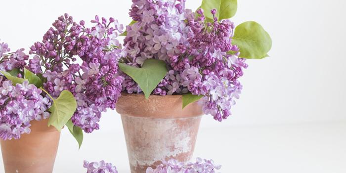 1280x853 Wallpaper flower pot Lilac Flowers White background