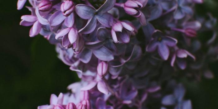 938x1668 Download wallpaper 938x1668 syringa, lilac, flowers, bush iphone 8/7