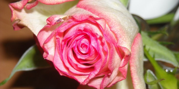 2560x1440 Beautiful Roses wallpapers - Barbaras HD Wallpapers