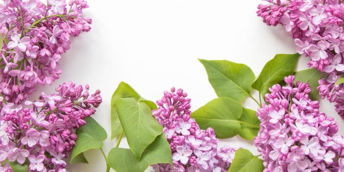 3840x2160 Wallpaper Pink lilac flowers, white background 3840x2160 UHD 4K