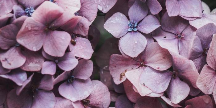 1000x1499 Wake up & Wondershift | 31 best free background, wallpaper, flower