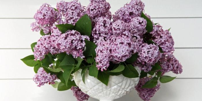 1600x1150 Download wallpaper 1600x1150 lilac, flower, spring, vase, leaves hd