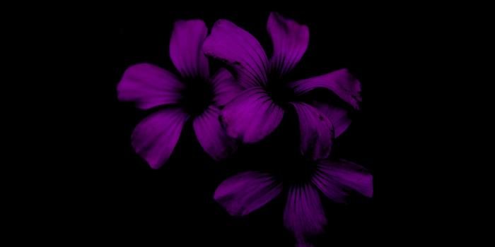 4912x3264 wallpaper lilac, flower, dark, purple, night HD : Widescreen : High