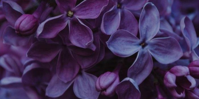 720x1544 Lilac Inflorescences Flowers Wallpaper - [720x1544]