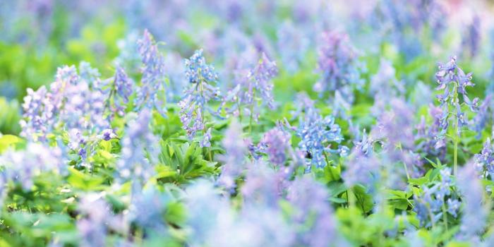 1920x1200 lilac flowers picture and images Download