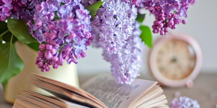 1280x850 Lilac flower wallpaper Gallery