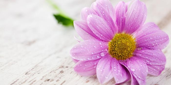 2880x1800 Flower Wallpaper | 2019 Live Wallpaper HD