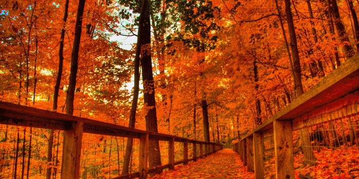 2560x1705 Android Wallpaper: Fall Colors