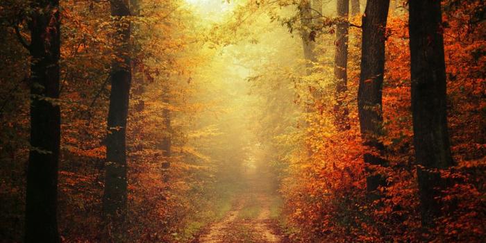 1332x850 Wallpaper autumn, leaves, fog, way, pathway, trail, autumn colors