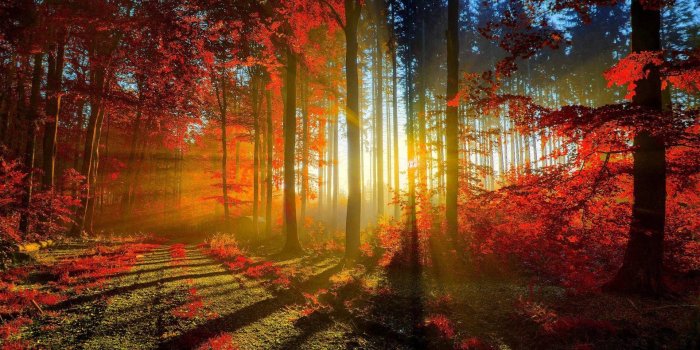 1920x1080 Free Fall Scenery Wallpapers