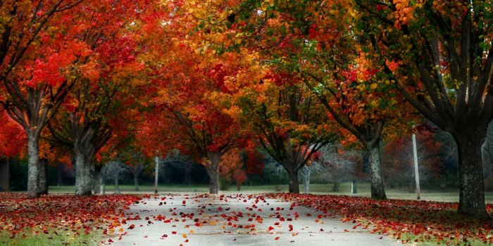 1920x1080 Trees Leaf Fall Nature Scenic Wallpaper - Wallpaper Stream