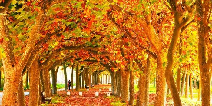 1000x1369 Fall Photography Backdrop Orange Maple Leaves Trees Long Road Autumn Scenic  Wallpaper Studio Photographic Background Outdoor Photo Backdrops