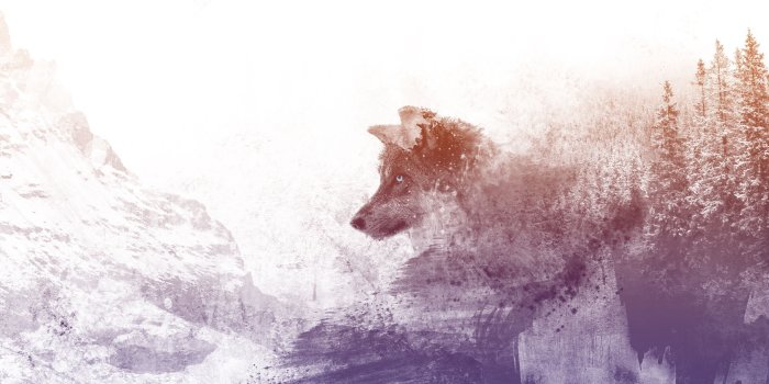 3840x2160 Download wallpaper 3840x2160 wolf, art, photoshop, predator hd