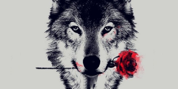 1080x1920 Wolf Red Rose Art Wallpaper iPhone | Art | Galáxia wallpaper, Papel