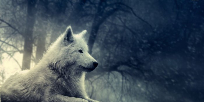 1920x1080 35+ Grey Wolf Art Wallpapers - Download at WallpaperBro