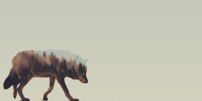 1920x1080 Lonesome wolf wallpaper - Digital Art wallpapers - #47201