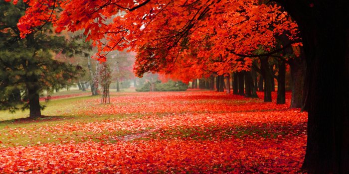1920x1080 Natural, park, autumn, red leaves, autumn scenery HD free desktop