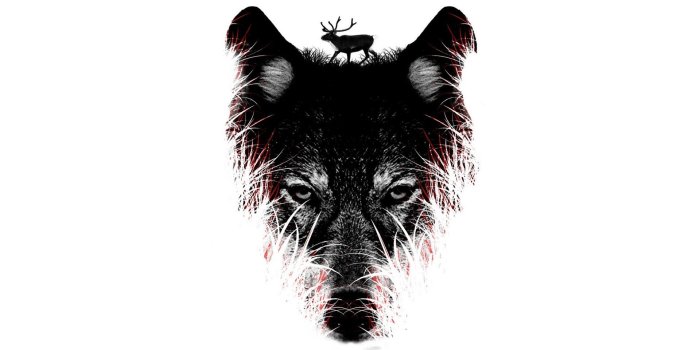 1920x1080 70+ Abstract Wolf Wallpapers on WallpaperPlay