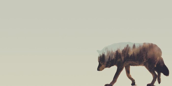 1920x1080 25+ Wolf Artwork Wallpapers - Download at WallpaperBro